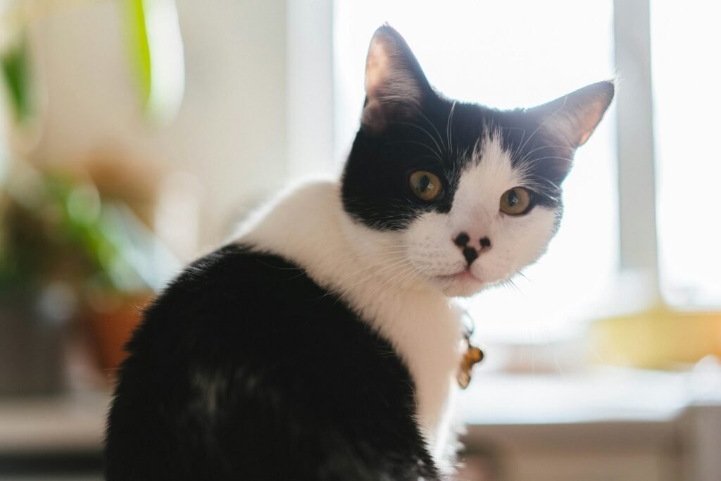 a black and white cat sitting on top of a table