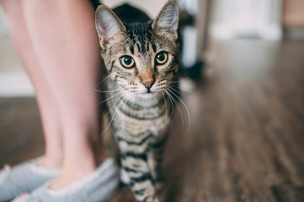 Cat Eye Contact brown tabby cat on white textile