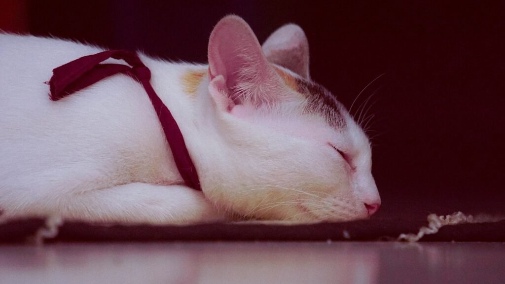 cat similarity: a white and orange cat sleeping on the floor