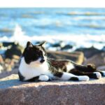 tuxedo cat on rock at shore