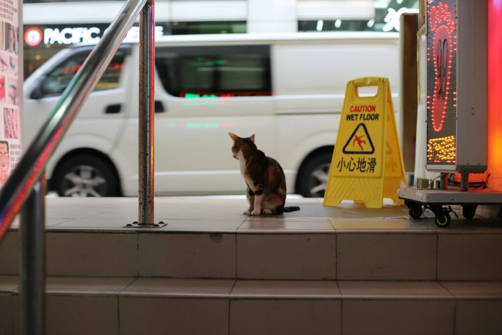 black and brown cat