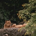a lion laying on top of a large rock
