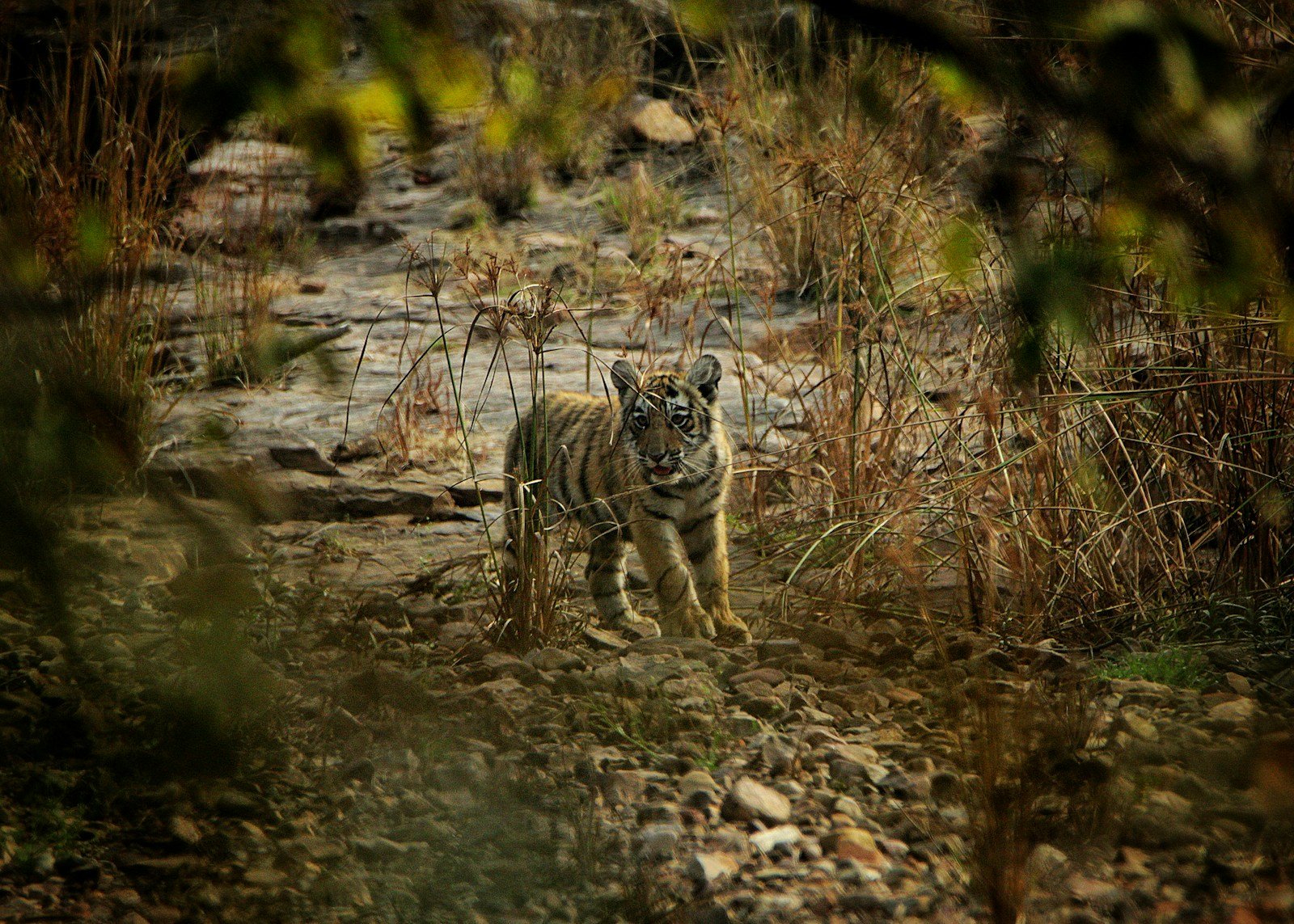 Photo by Rahul Pabolu Harsh climates: a small tiger walking through a rocky area