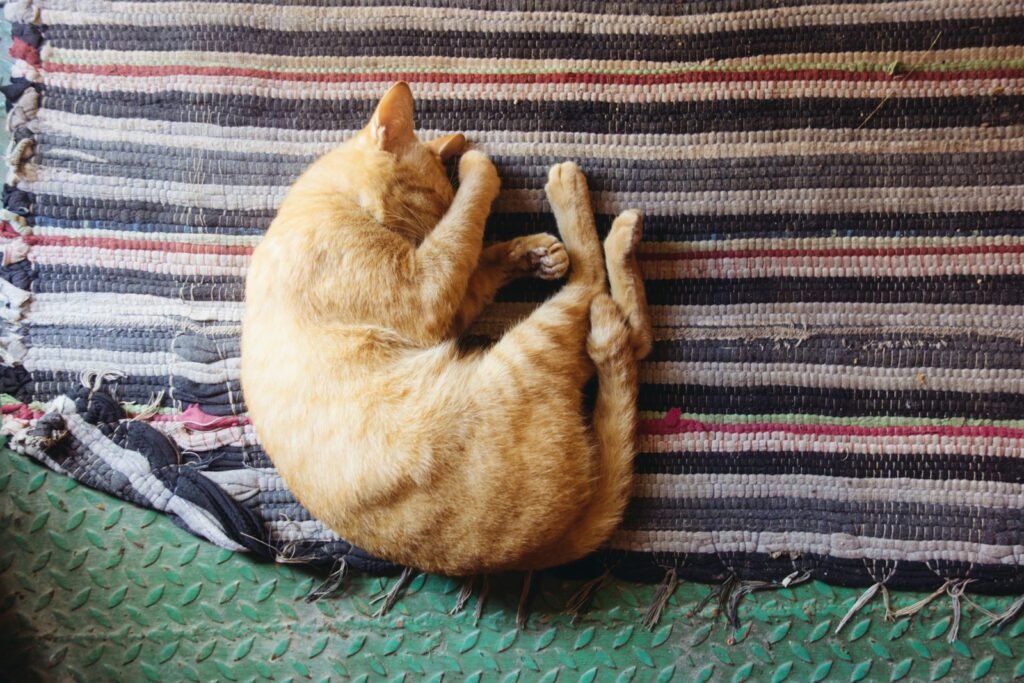 Sleeping cat