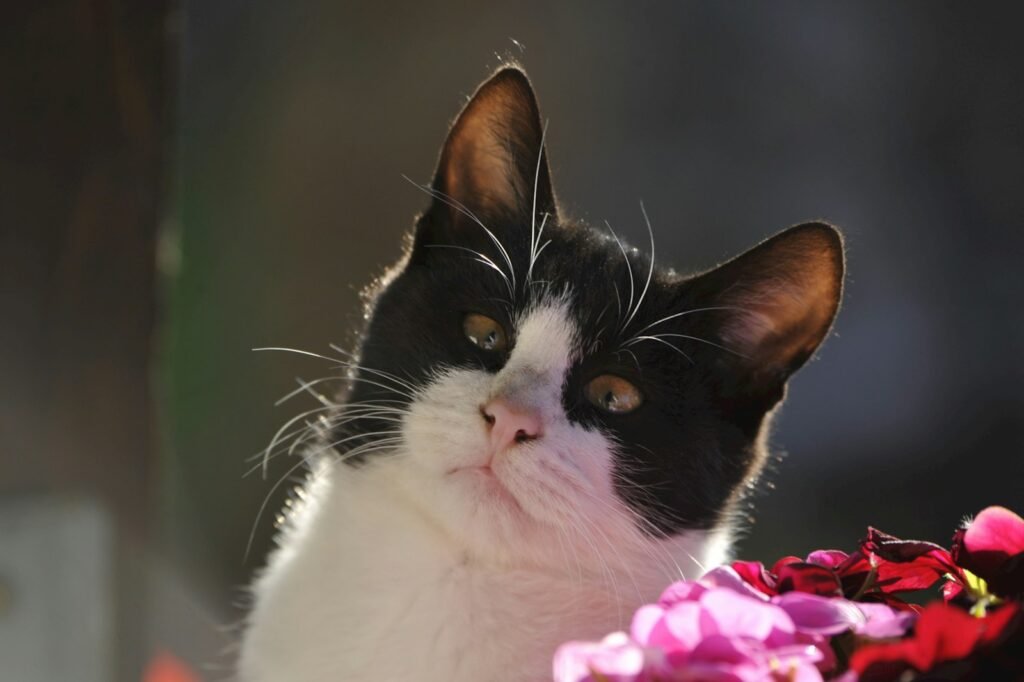 cat perception: A black and white cat sitting next to a bunch of flowers