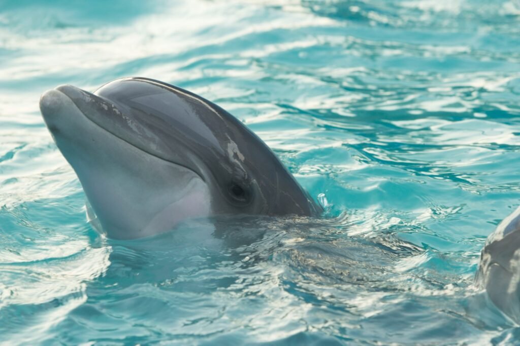 Cats’ Hearing : dolphin in body of water