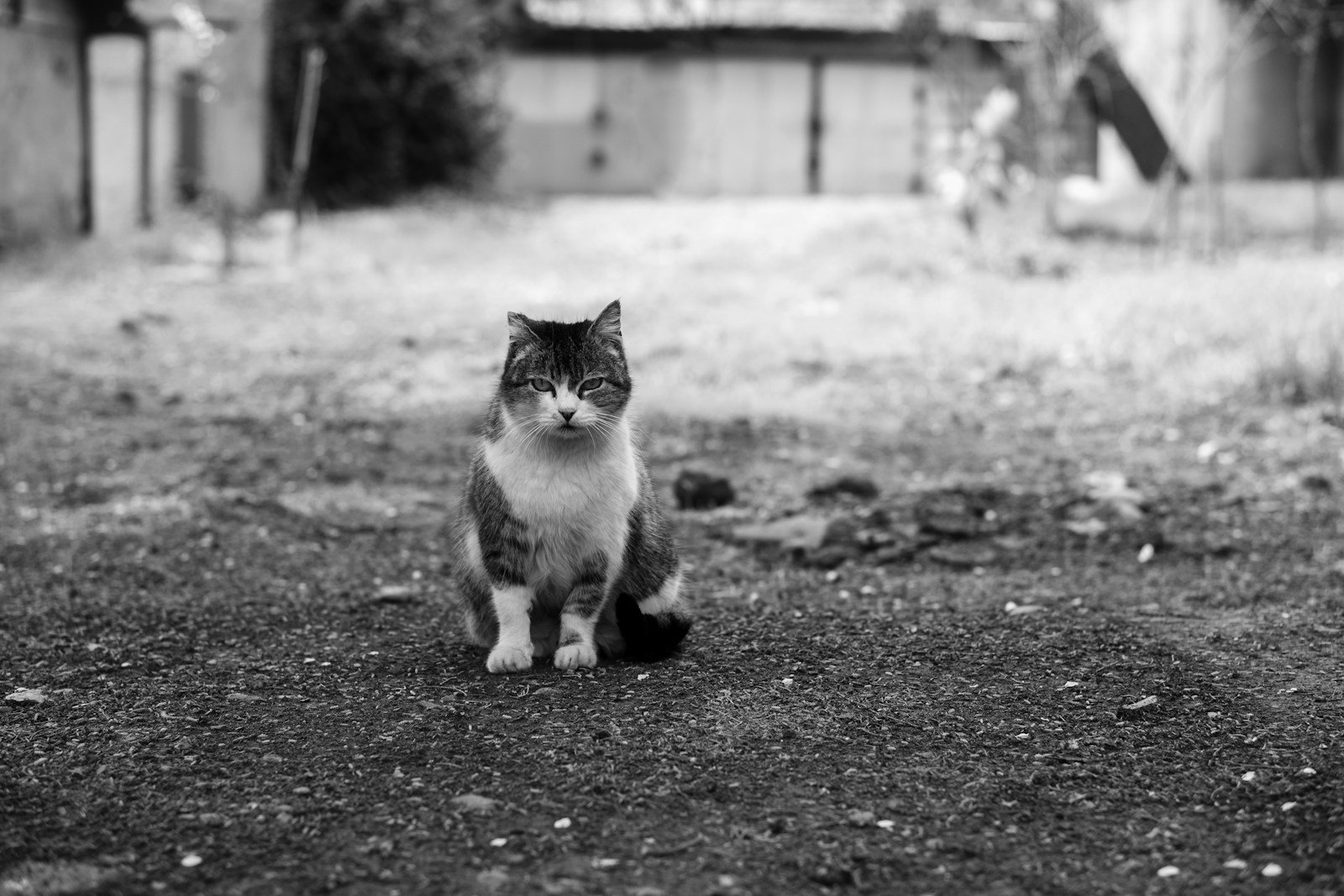 Photo by Daniel Manas Independence: a black and white photo of a cat in a yard