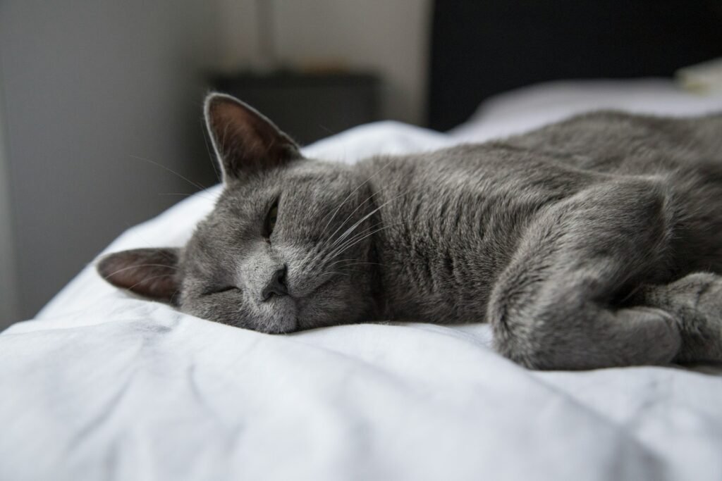 Cat Superstition silver tabby cat lying on white textile