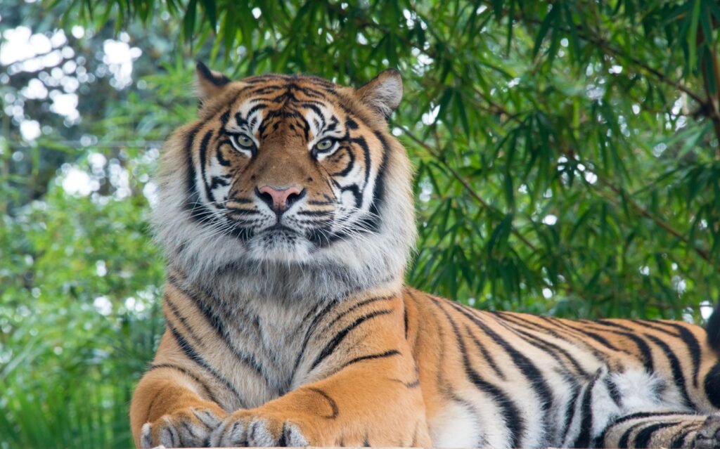 Cat Weather Bengal tiger lying under tree