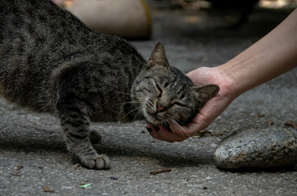 cats bond: a cat being pet by a hand