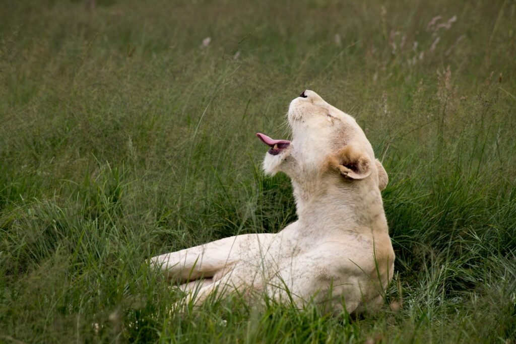 coat pattern: brown lioness lying on green grass
