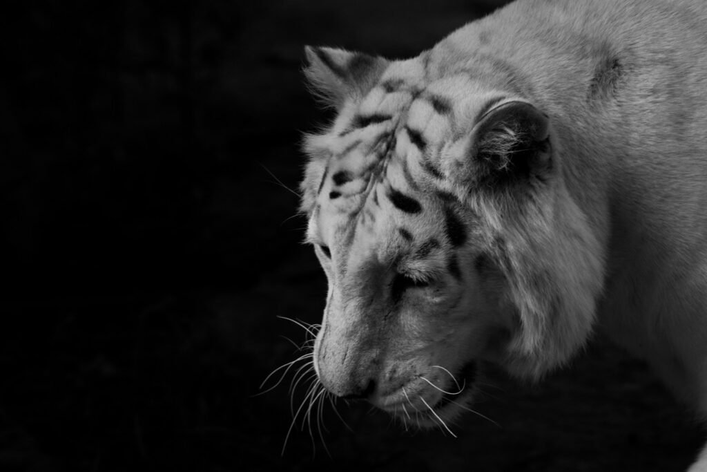 coat pattern: greyscale photo of tiger