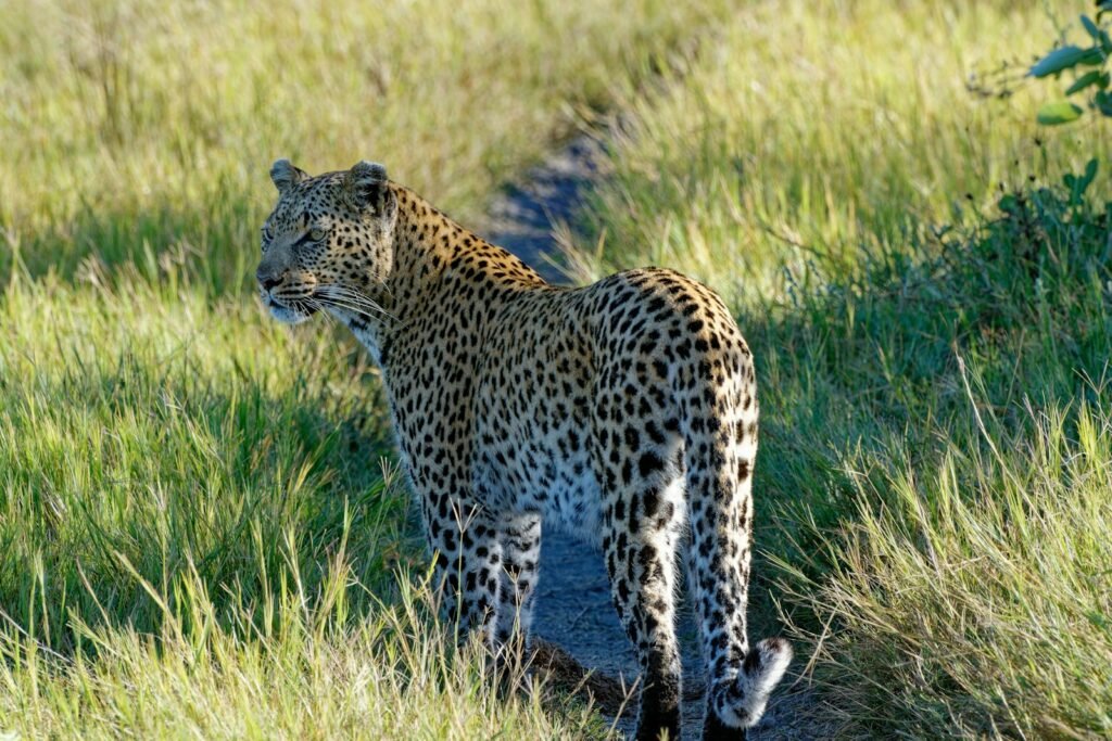 A leopard standing in the middle of a grassy field