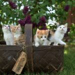 8 Common Foods That Are Surprisingly Toxic to Cats