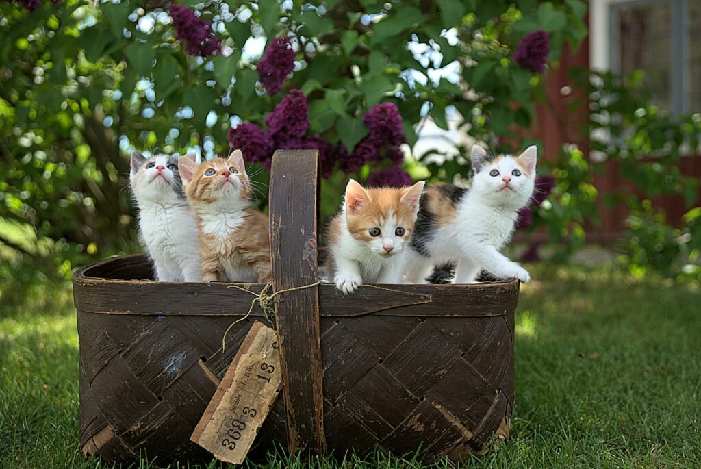 cat tricks: four assorted-color tabby kittens on brown basket