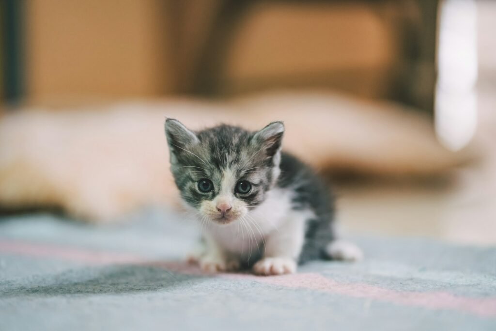 cat stress: white and black kitten on blue and white textile