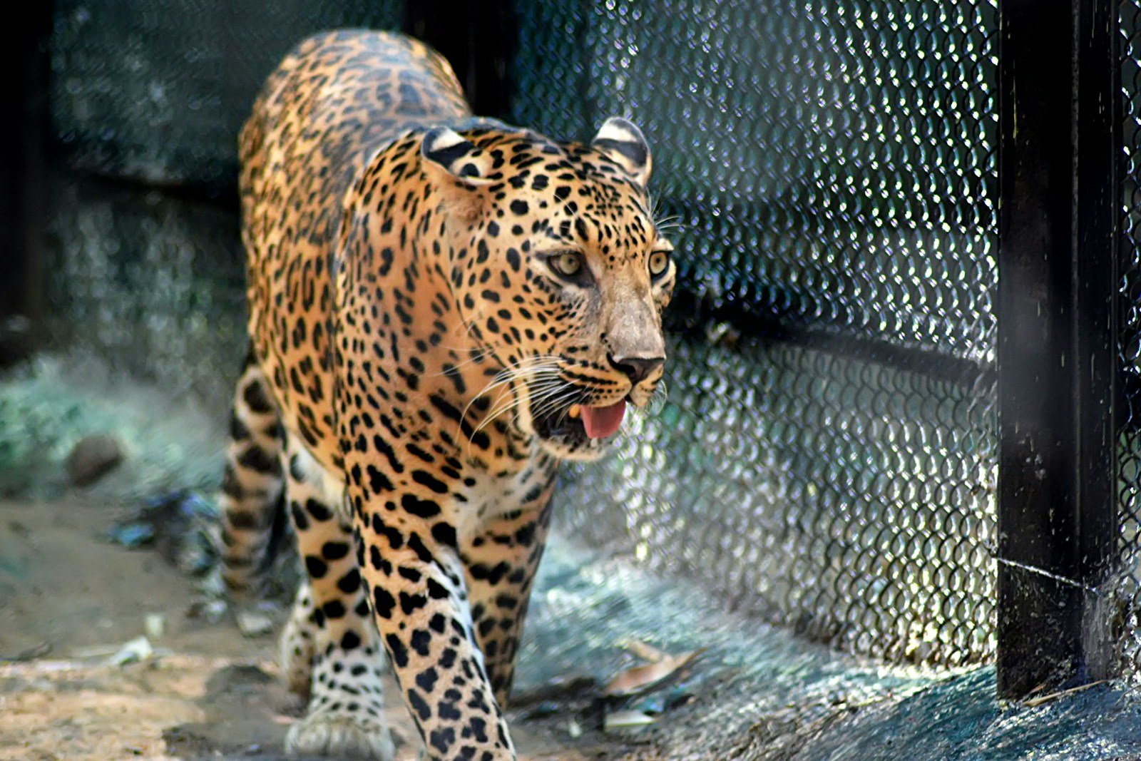 Photo by Kachi Awaji Cheetah on black steel cage during daytime
