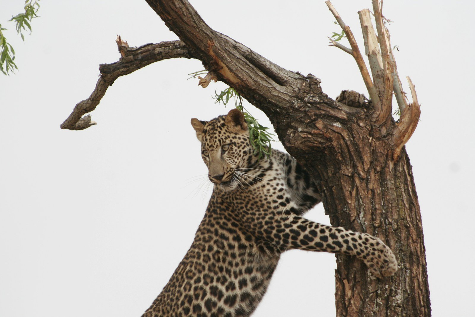 Photo by Gary Whyte Melanistic Big cat: leopard on top of tree