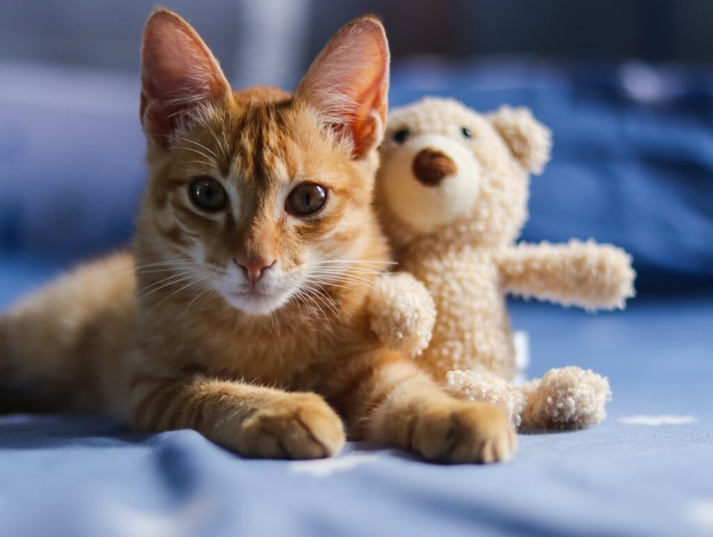 cat breed personality: orange tabby cat on blue textile