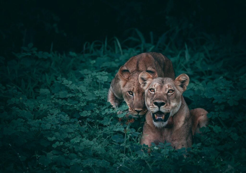 Lion