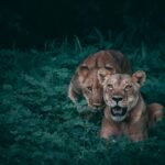 urbanization is impacting wild cat