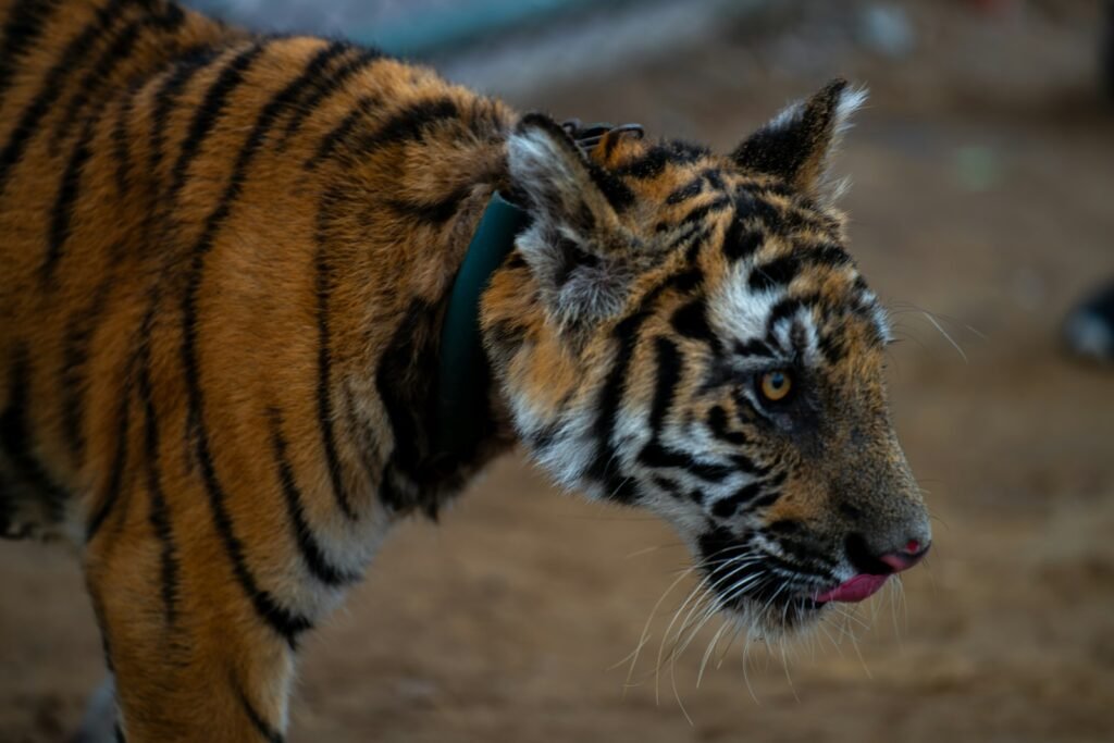 unique features: a close up of a tiger on a dirt ground