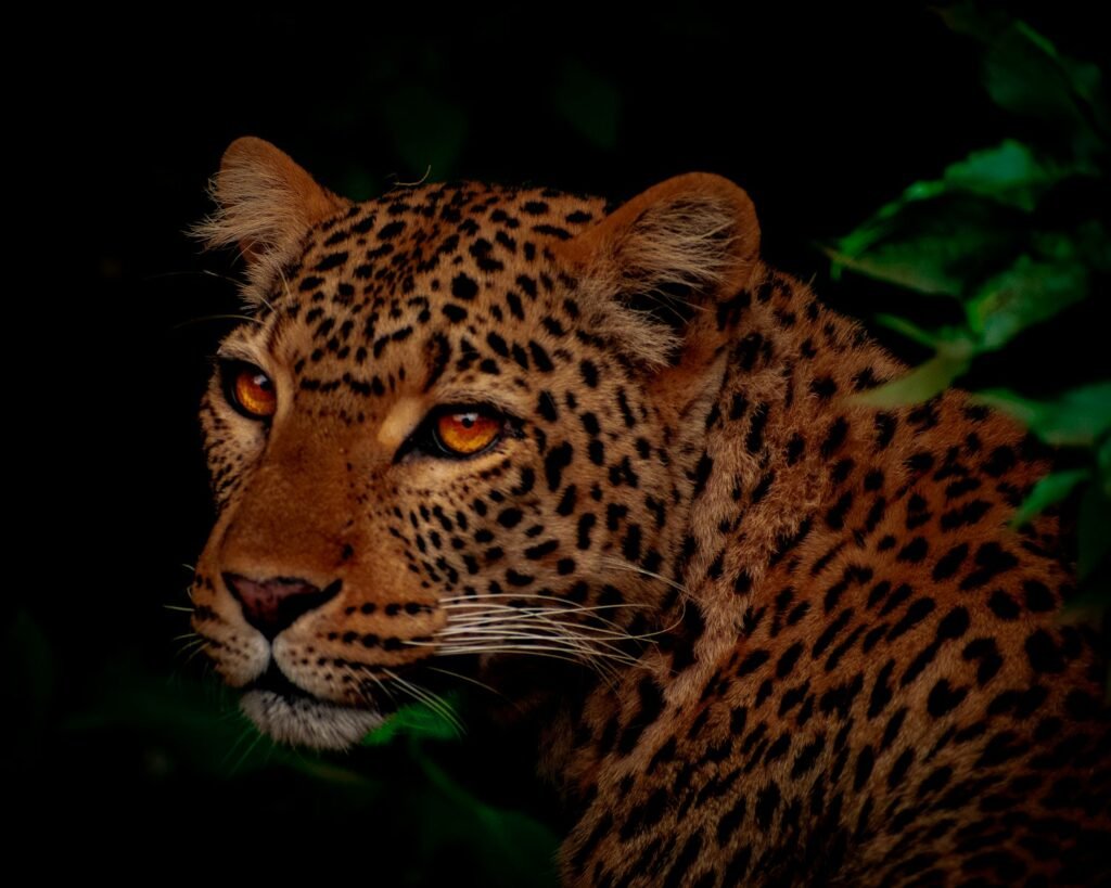 Big Cat Species Establish Their Territories