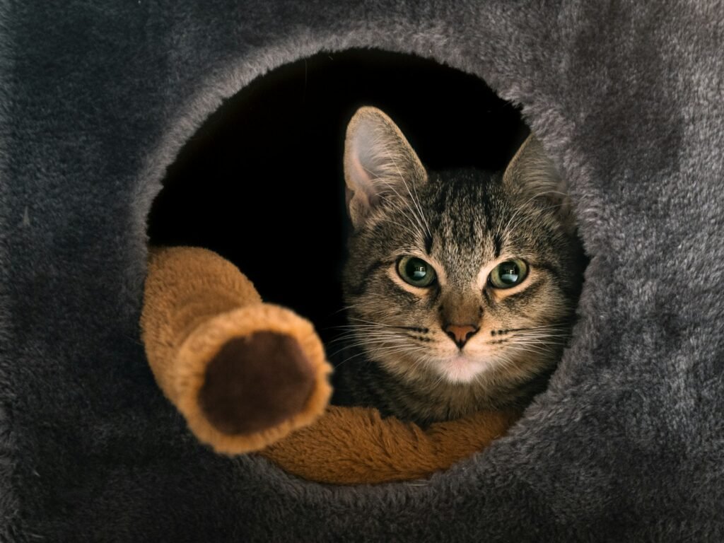 cat history: silver tabby cat on brown textile