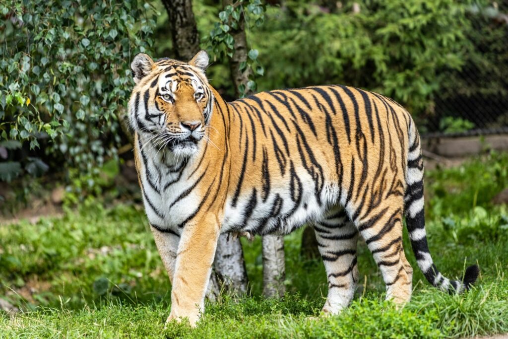 10 Little-Known Facts About How Big Cats Raise Their Cubs