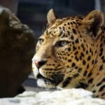 wildlife photography of leopard