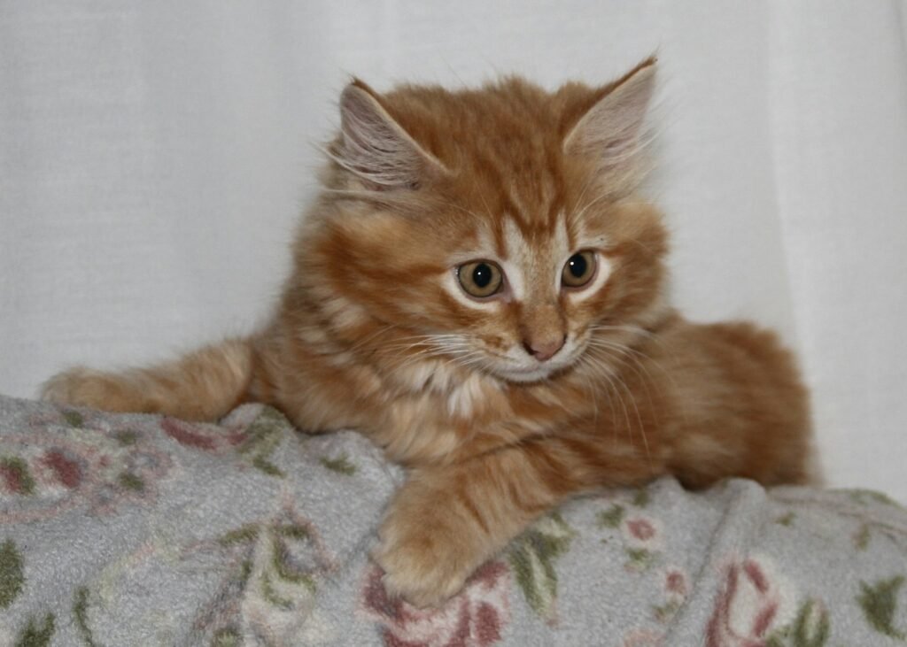 a small orange kitten laying on top of a bed