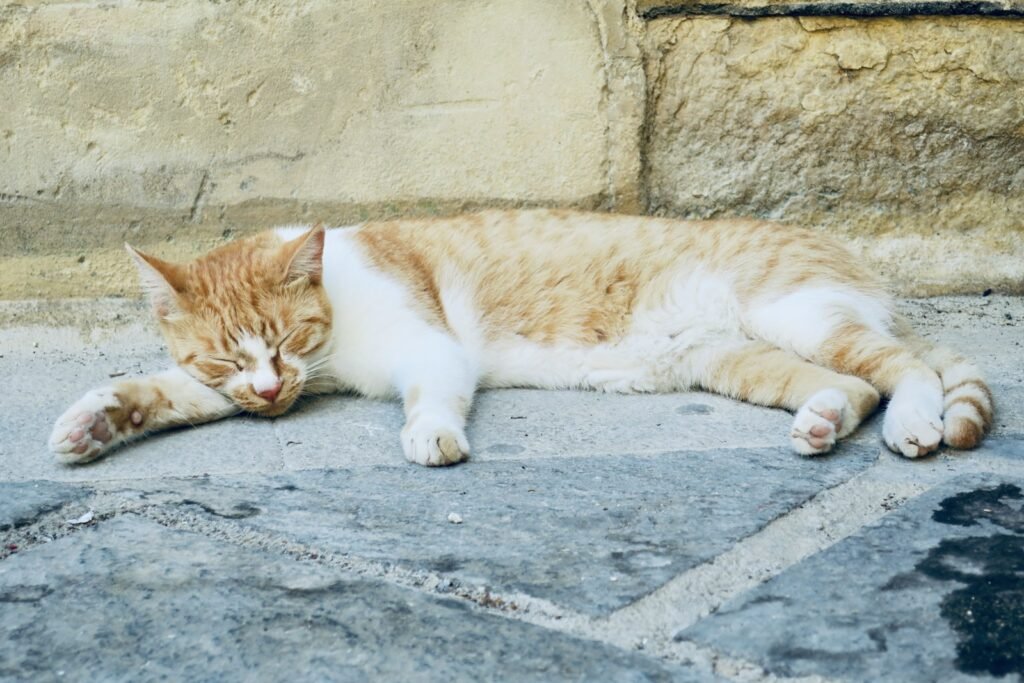 an orange and white cat laying on the ground