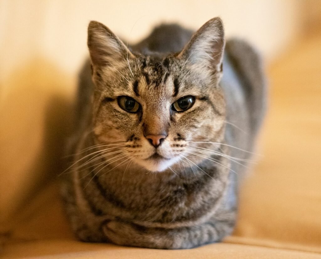 cat independence: selective focus photography of gray tabby cat