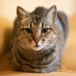 cat independence: selective focus photography of gray tabby cat