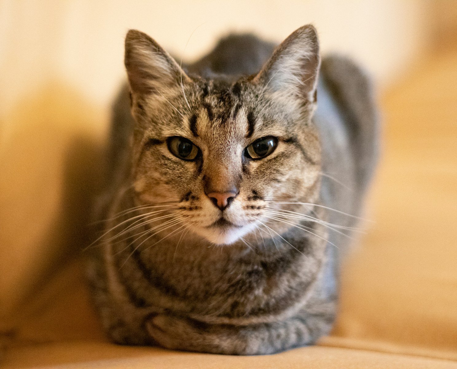 cat independence: selective focus photography of gray tabby cat