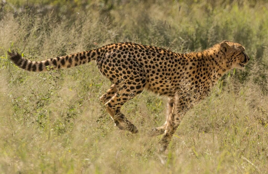 The Impact of Habitat Loss on Big Cat Populations