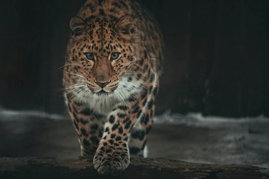 a large leopard walking across a snow covered ground