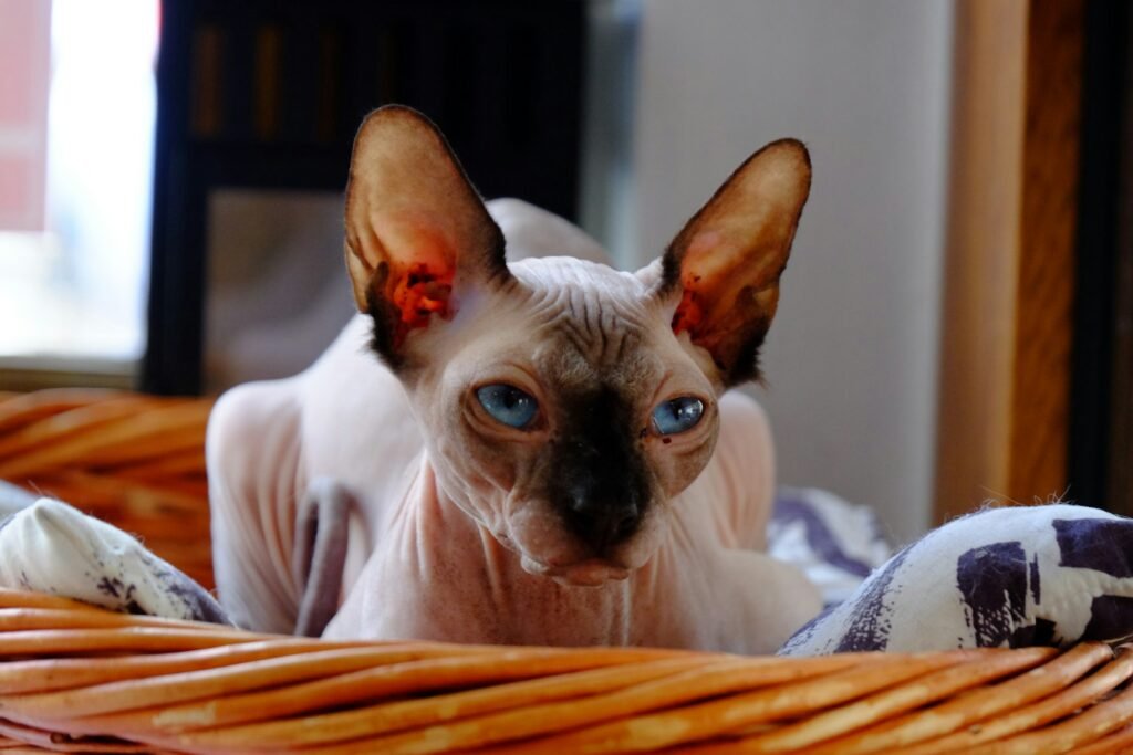 iconic cat breed: a hairless cat with blue eyes sitting in a basket
