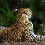 photo of leopard sitting near grass