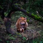 orange tabby cat under tree