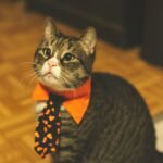 blackcat
