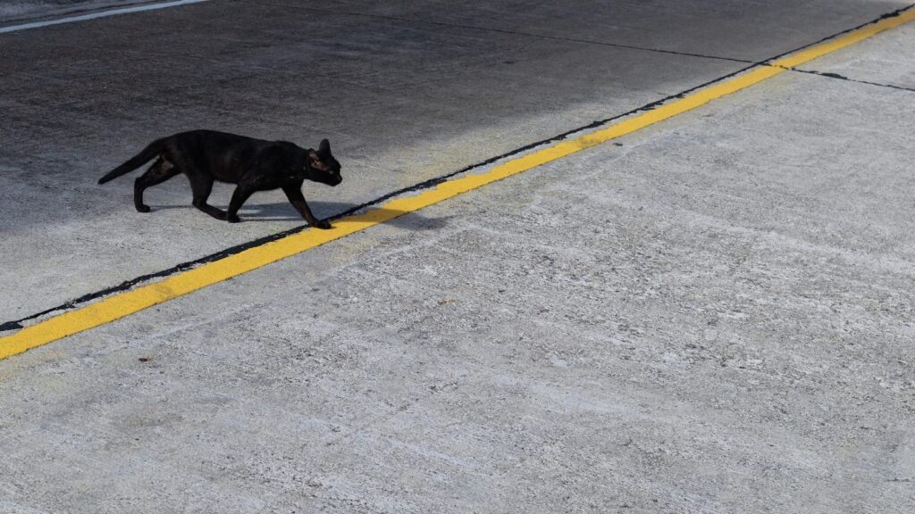 urban cat: a black dog walking across a street next to a yellow line