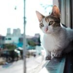 cat sitting in window