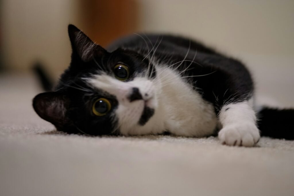 cat history: a black and white cat laying on the floor