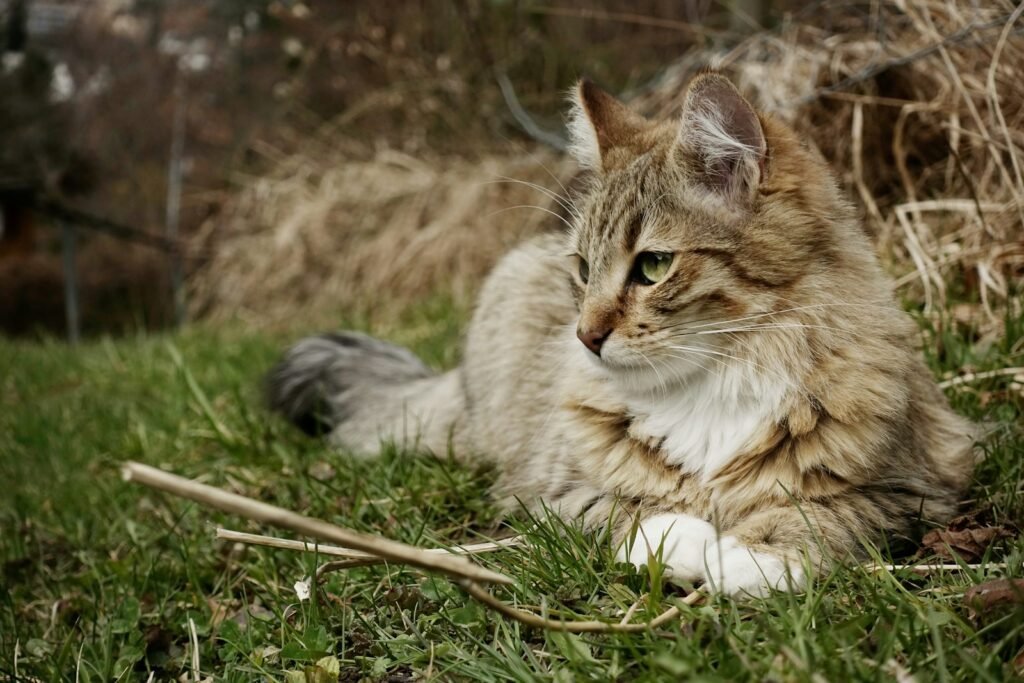 cat comfort: long-coated gray cat