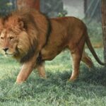 lions