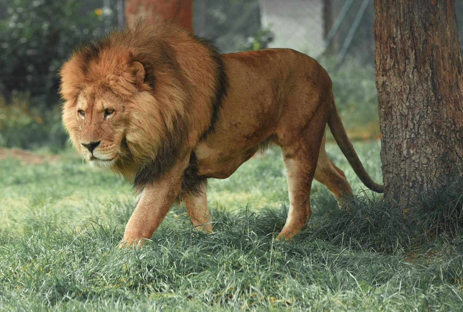 lions