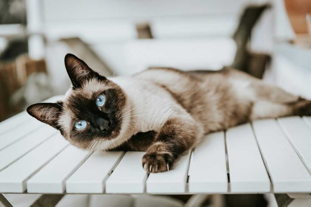 cat breed personality: Siamese cat lying on wooden table