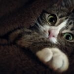 Close-up of a tabby cat cozy in a blanket, showcasing its intense green eyes.