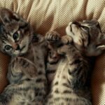 Two cute tabby kittens lying on a cozy polka dot blanket, looking playful and relaxed.